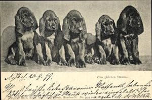 Ansichtskarte / Postkarte Fünf Hunde, Vom gleichen Stamme, Tierporträt