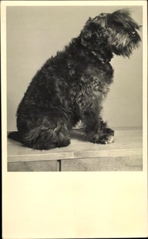 Foto Ansichtskarte / Postkarte Terrier mit Halsband, Tierporträt