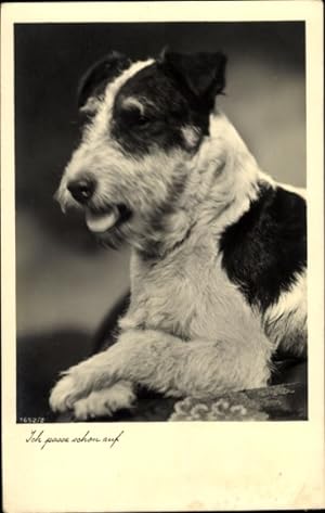 Ansichtskarte / Postkarte Terrier, Tierporträt, Ich passe schon auf