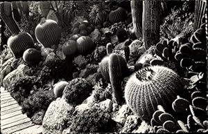 Ansichtskarte / Postkarte Exotischer Garten von Monaco, Opuntia microdasys, Ferocactus robustus
