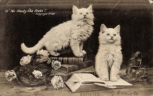 Ansichtskarte / Postkarte Kleine Hauskatzen auf Büchern
