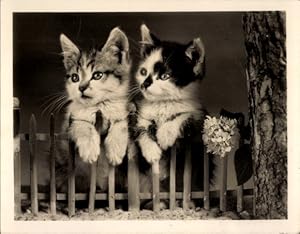 Ansichtskarte / Postkarte Zwei kleine Hauskatzen