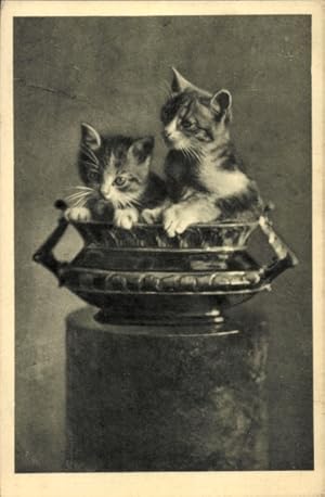 Ansichtskarte / Postkarte Zwei Hauskatzen in einer Schale, Kätzchen