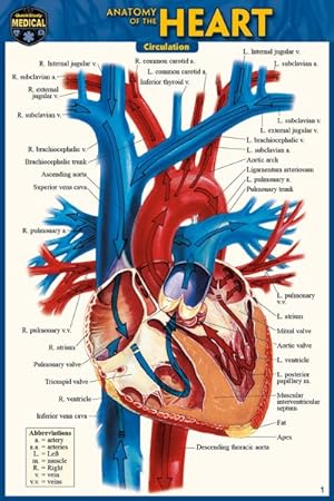 Seller image for Anatomy of the Heart for sale by GreatBookPrices