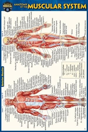 Seller image for Anatomy of the Muscular System for sale by GreatBookPrices