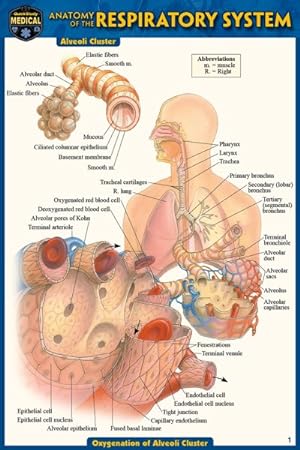 Seller image for Anatomy of the Respiratory System for sale by GreatBookPrices
