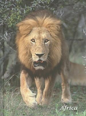Seller image for Lion Charging Journal for sale by GreatBookPrices