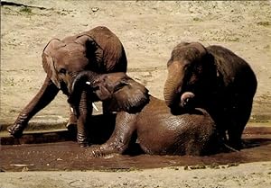 Ansichtskarte / Postkarte Elefanten im Wasser