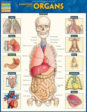 Bild des Verkufers fr Anatomy of the Organs zum Verkauf von GreatBookPrices