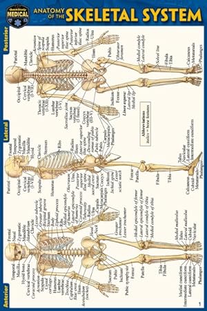 Seller image for Anatomy of the Skeletal System for sale by GreatBookPrices