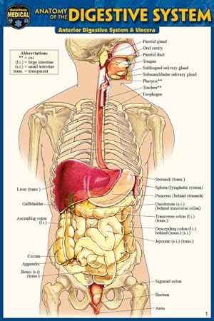 Seller image for Anatomy of the Digestive System for sale by GreatBookPrices