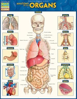 Bild des Verkufers fr Anatomy of the Organs zum Verkauf von GreatBookPrices