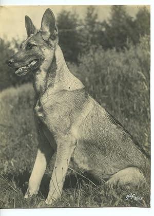 Belgium? German Shepherd Dog Old Art Photo ALF 1944 #1