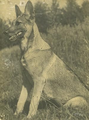 Belgium? German Shepherd Dog Old Art Photo ALF 1944 #3