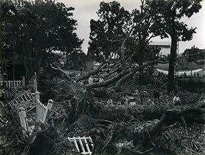 Indochina fallen trees Storm aftermath? Old Photo 1950