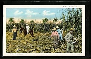 Postcard Habana, Corte de Cana, Cutting Sugar Cane