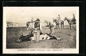 Postcard Argentina, Trabajos de Campo, Marcando, Einheimische mit einem Rind