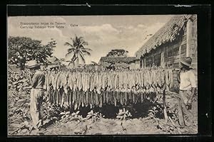 Postcard Cuba, Carrying Tobacco from fields, Arbeiter ernten Tabak