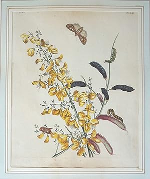 Seller image for The English Moths and Butterflies: Together with the Plants, Flowers, and Fruits whereon they Feed, and are usually Found for sale by Antipodean Books, Maps & Prints, ABAA