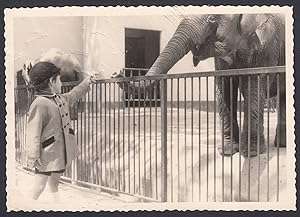 Francia 1950 - Nizza - Zoo - Bambino offre cibo a elefante - Foto vintage