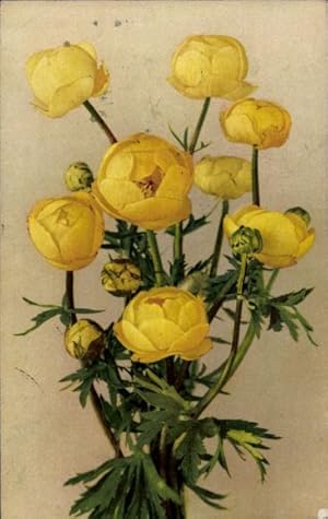Ansichtskarte / Postkarte Gelbe Blumen, Trollblumen