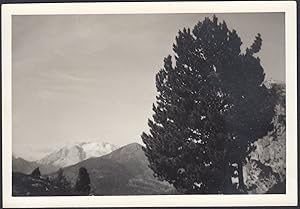 Dolomiti - Catena montuosa da identificare - Albero - 1950 Foto vintage