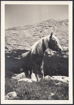 Dolomiti - Cavallo - 1950 Fotografia vintage