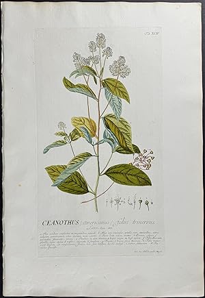 Image du vendeur pour California Lilac mis en vente par Trillium Antique Prints & Rare Books