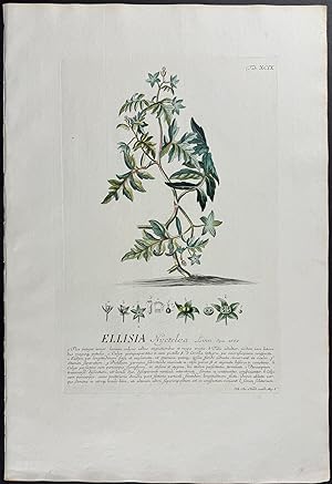Image du vendeur pour Ellisia mis en vente par Trillium Antique Prints & Rare Books