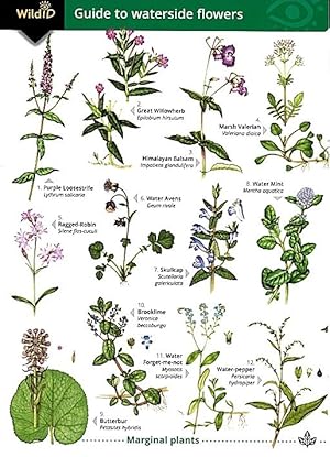 Bild des Verkufers fr Guide to waterside flowers: (Identification Chart) zum Verkauf von PEMBERLEY NATURAL HISTORY BOOKS BA, ABA