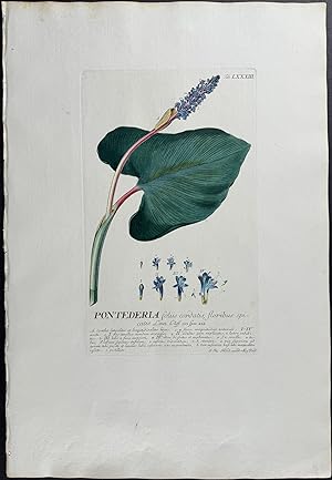 Image du vendeur pour Pickerelweed mis en vente par Trillium Antique Prints & Rare Books