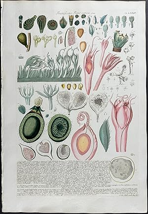 Image du vendeur pour Ficus Dissections mis en vente par Trillium Antique Prints & Rare Books