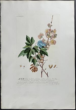 Image du vendeur pour Maple mis en vente par Trillium Antique Prints & Rare Books