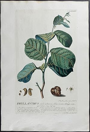 Image du vendeur pour Leafflower mis en vente par Trillium Antique Prints & Rare Books
