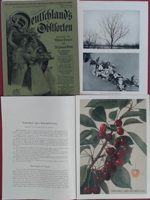 Deutschlands (Deutschland's) Obstsorten, 12. Jahrgang (vollständig in 3 Heften). 12 Kirschsorten....