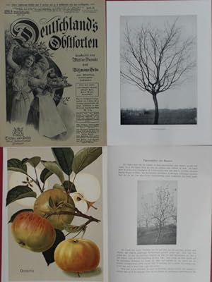 Deutschlands (Deutschland's) Obstsorten, Heft 33. 4 Apfelsorten: von Zuccalmaglio's-Renette, Köni...