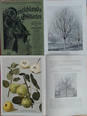 Deutschlands (Deutschland's) Obstsorten, 13. Lieferung (vollständig in 3 Heften). 12 Birnensorten...