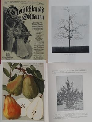Deutschlands (Deutschland's) Obstsorten, 6. Jahrgang (unvollständig in 2 von 3 Heften). 4 Birnen-...