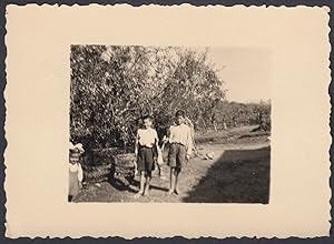Agricoltura, Frutteto, Contadini, Cesto per raccolta, 1940 Fotografia vintage