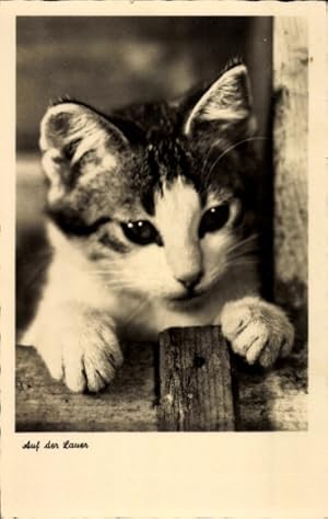 Ansichtskarte / Postkarte Junge Hauskatze, Kätzchen, Auf der Lauer, Portrait, Pfoten