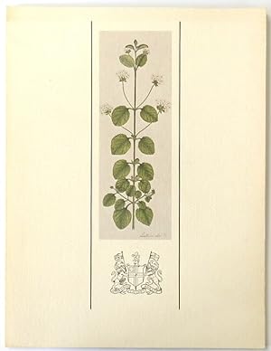 Bild des Verkufers fr A Selection of Late 18th and Early 19th Century Indian Botanical Paintings zum Verkauf von PsychoBabel & Skoob Books