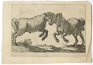 Antique Master Print-TWO-FIGHTING-RAMS-Tempesta-1600