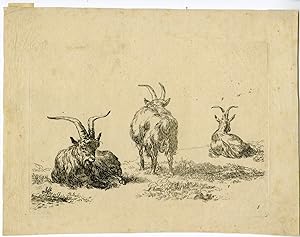 Antique Master Print-GOATS-RESTING-Vivares-Berchem-1719-1780