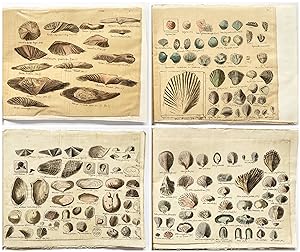Manuscript catalogue with drawings of Devonian fossils from the Abdullah Bey's collection
