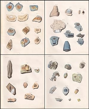 Collection of over 100 watercolor drawings of fossils from the Bosporus Strait, most probably col...