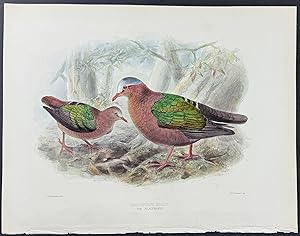 The Peacemaker or Emerald Dove (Chalcophaps Indicus)