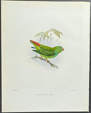 Pygmy Hanging Parrot (Loriculus Exilis)