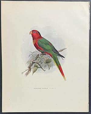 Parrot (Trichoglossus Pulchellus)