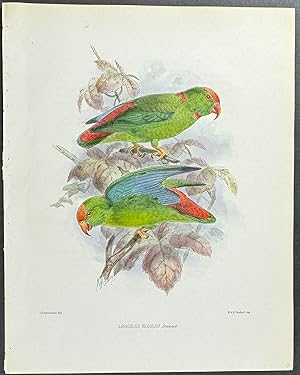 Hanging Parrot (Loriculus Regulus)