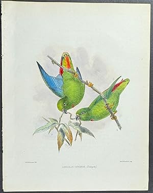 Sangihe Hanging Parrot (Loriculus Catamene)